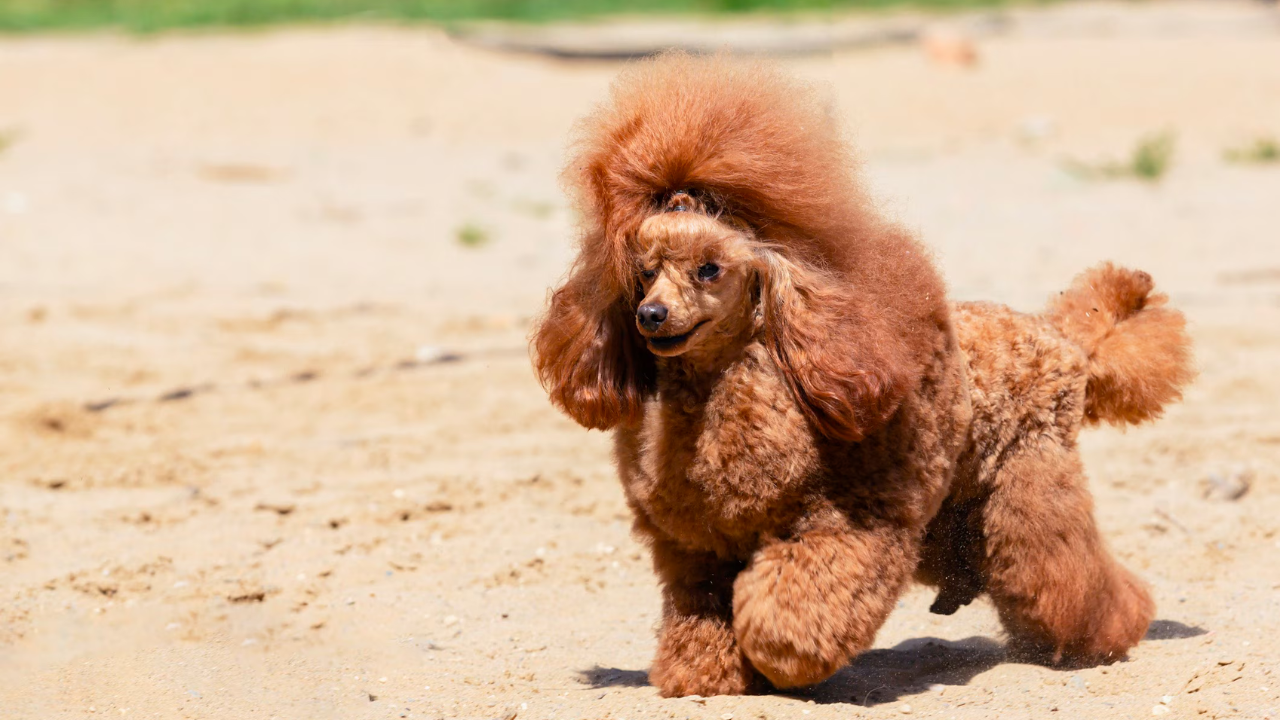 Teacup Poodle