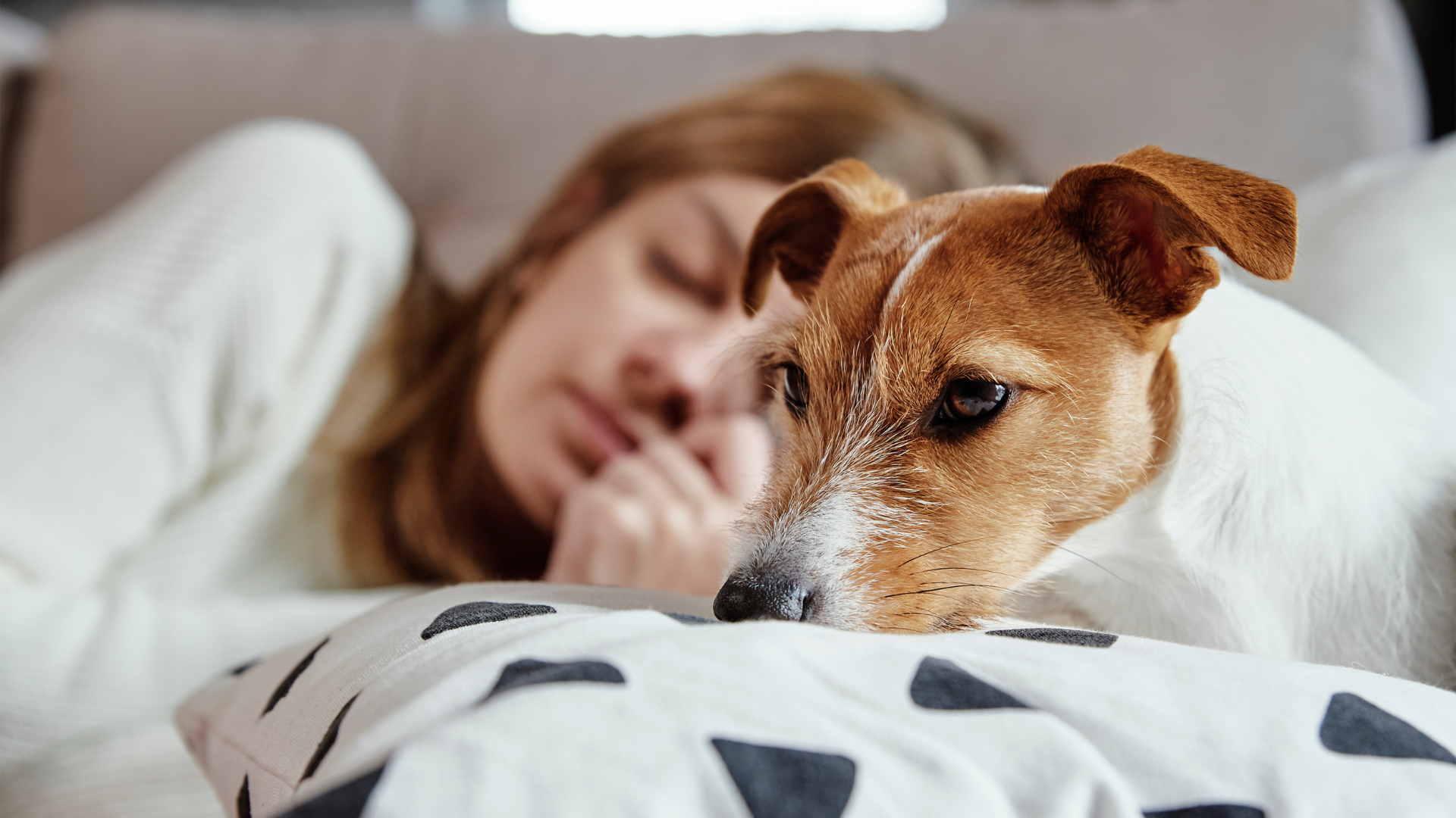 Connection Between Stress, Anxiety, and Sleep in Dogs