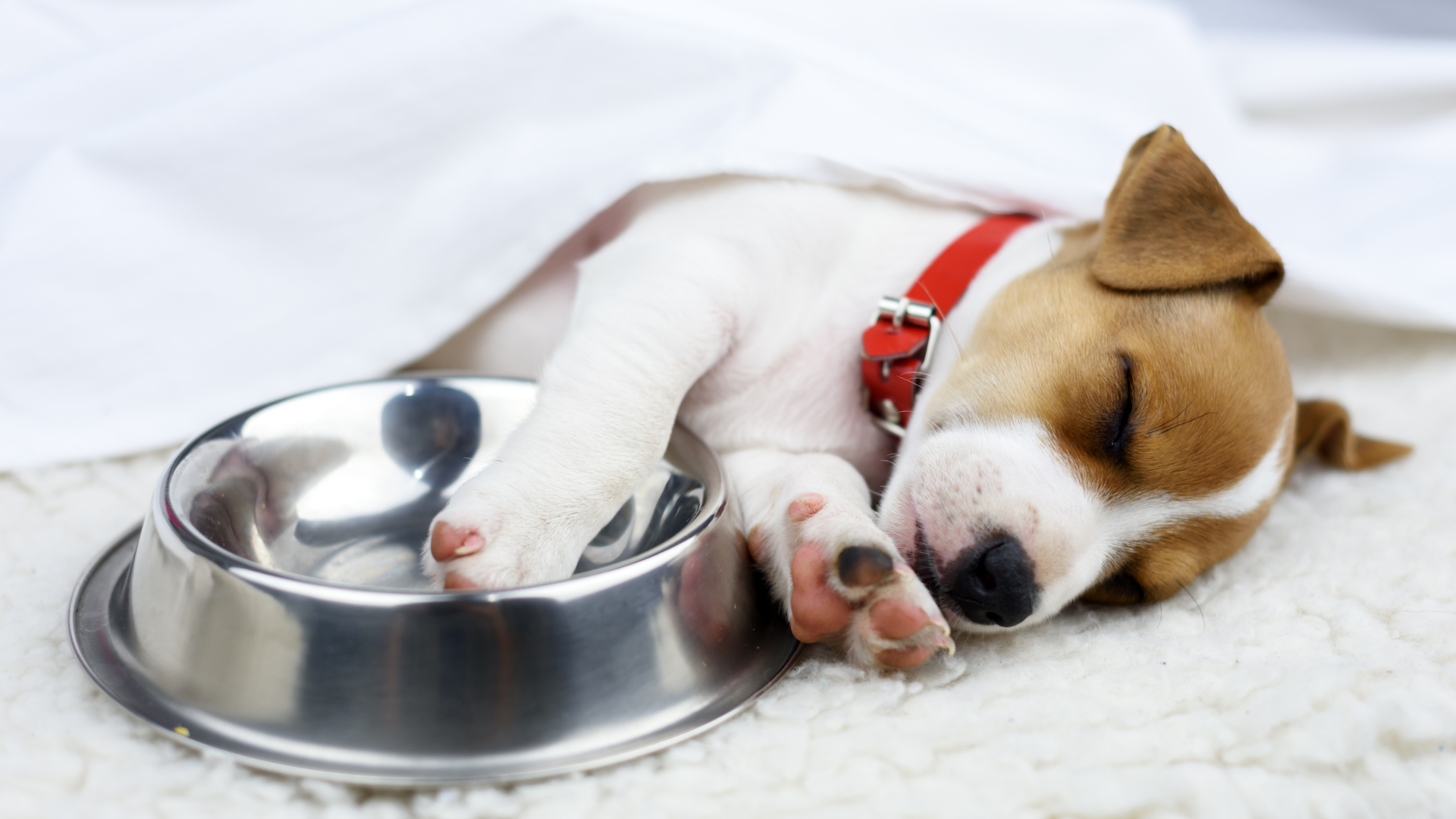 The Effect of Diet on Your Dog's Sleep Quality