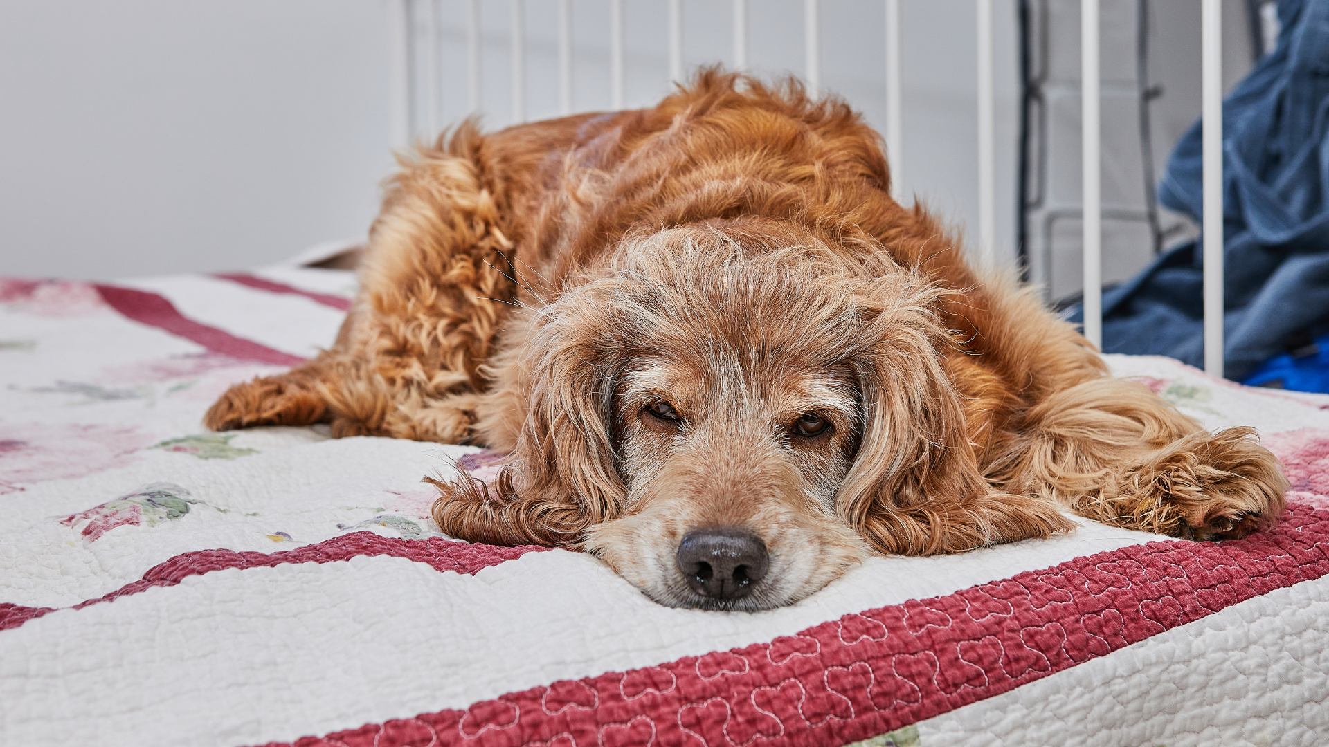 Sleep Disorders and Health Issues in Dogs