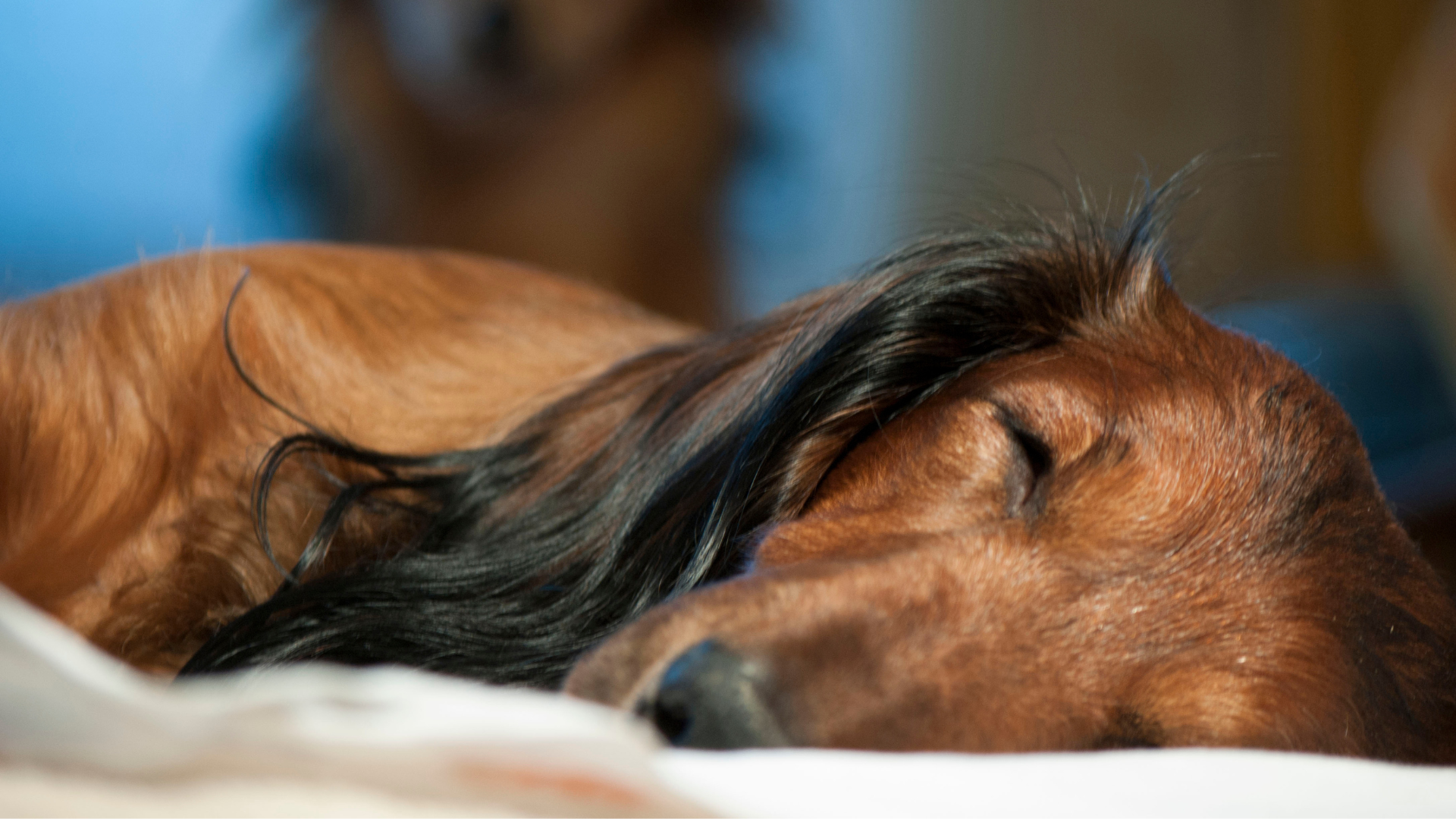 Role of Exercise in Promoting Healthy Sleep for Dogs