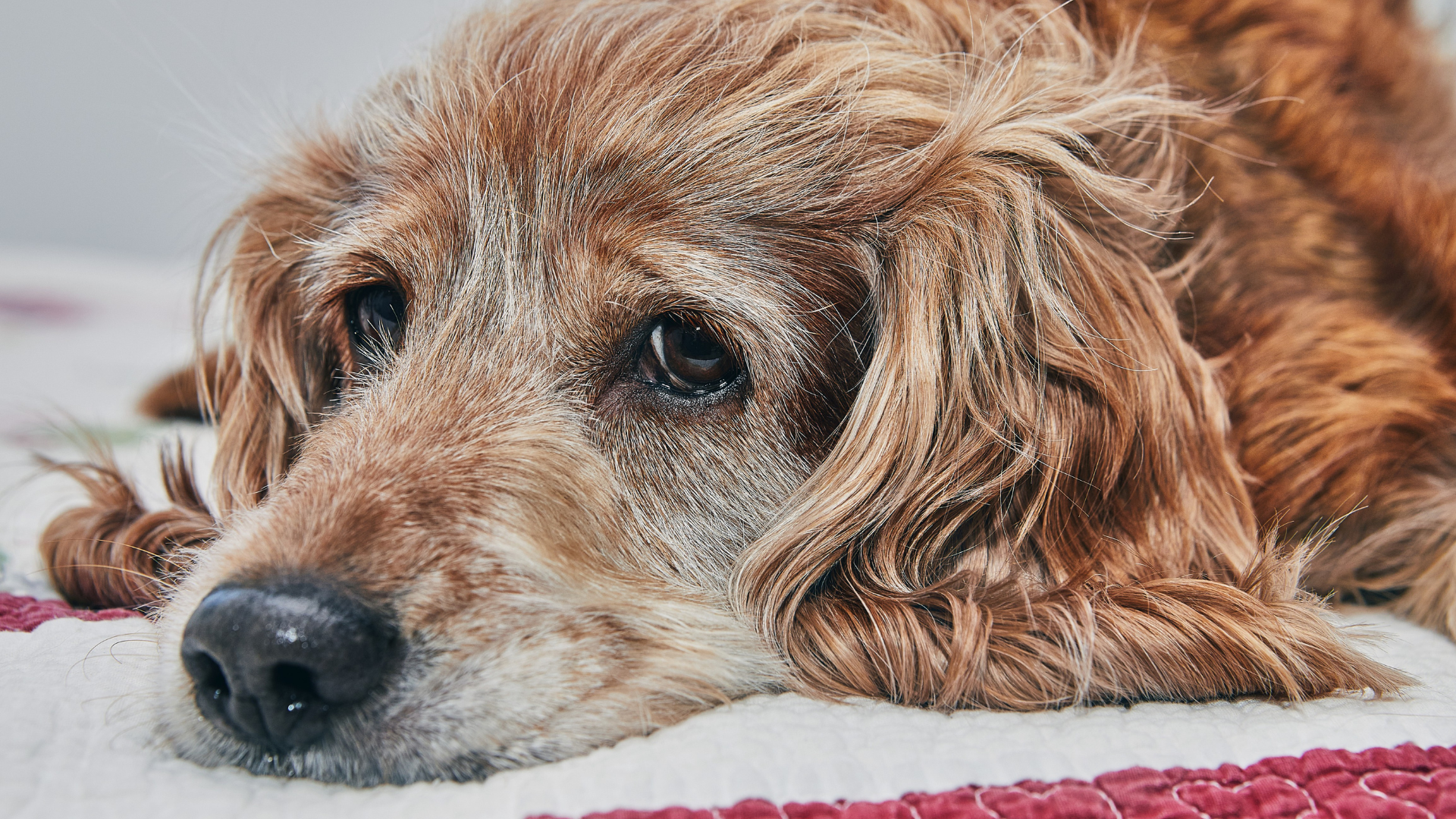 Tips for Caring for Chronically Ill Dogs