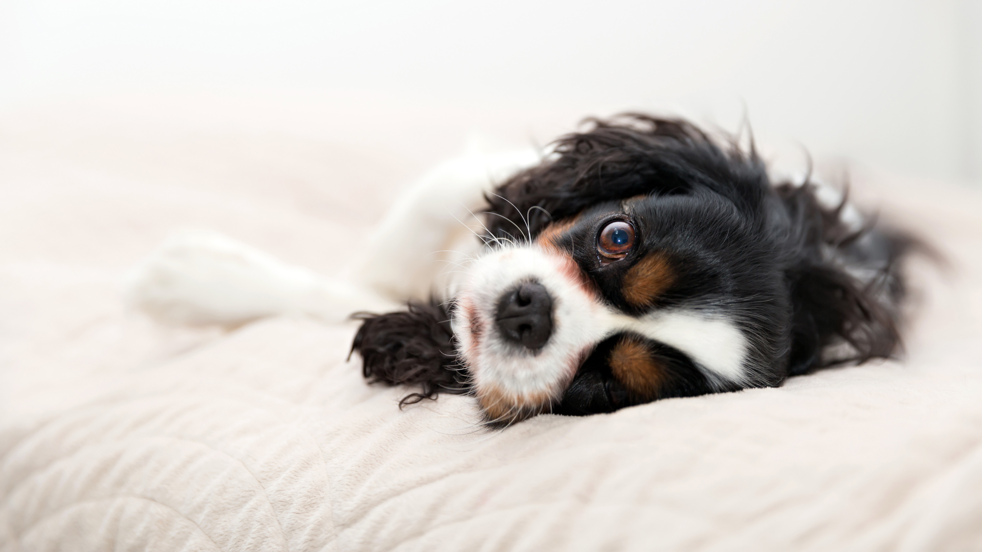 Troubleshooting Common Sleep Problems in Dogs