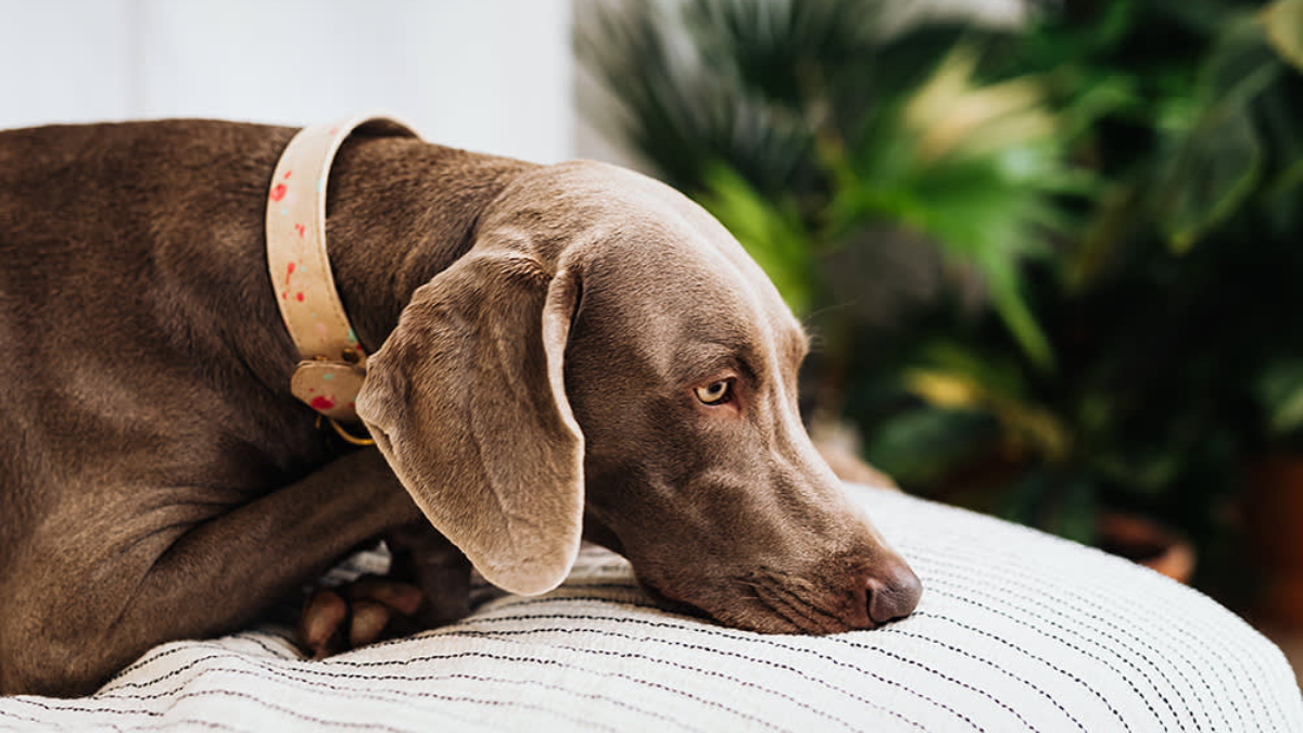 Recognizing and Managing Insomnia in Dogs