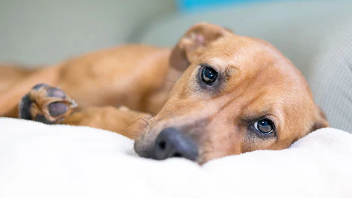 Recognizing and Managing Insomnia in Dogs