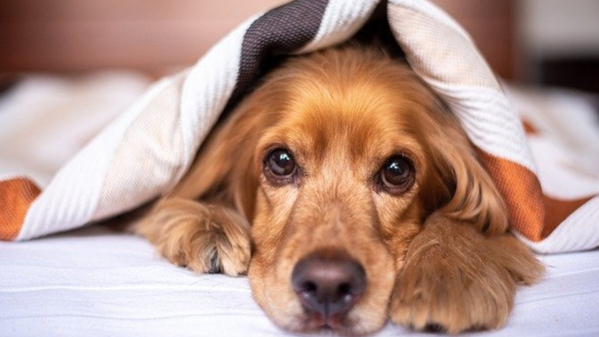 Connection Between Stress, Anxiety, and Sleep in Dogs