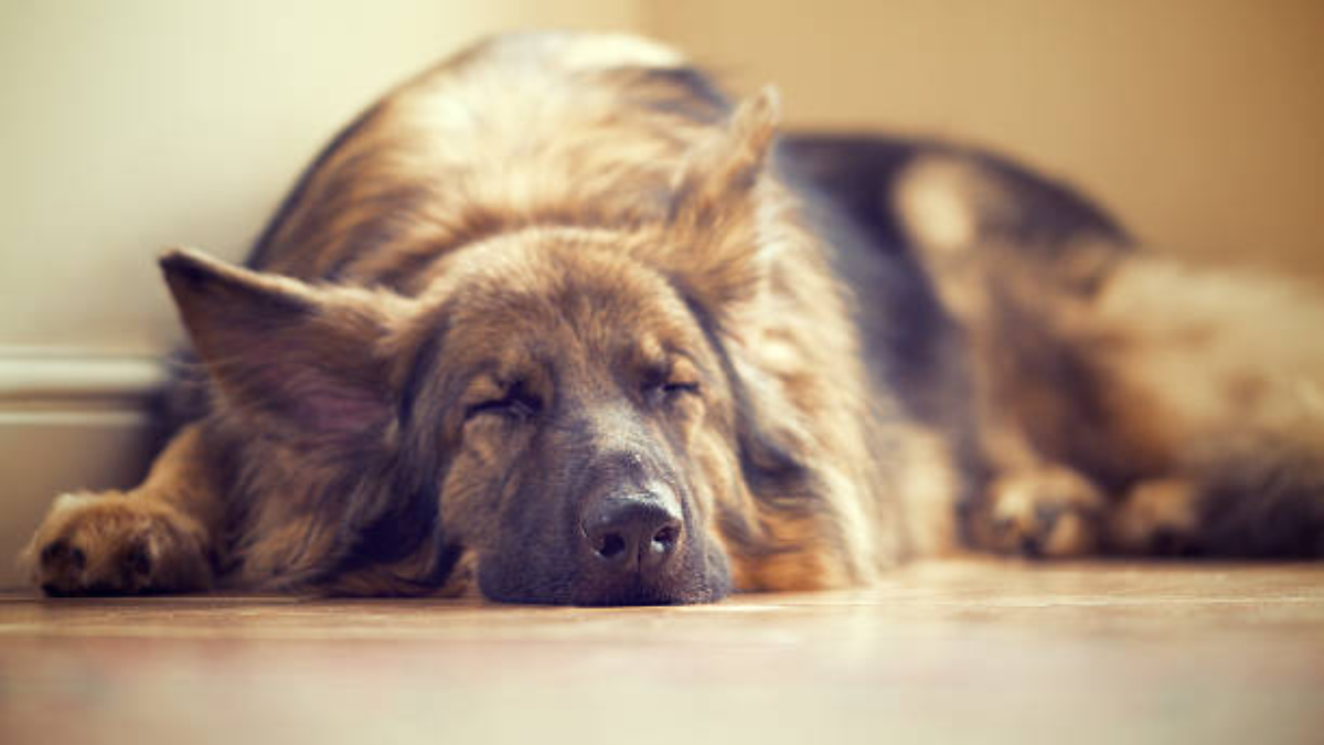 Dog's Daytime Sleep