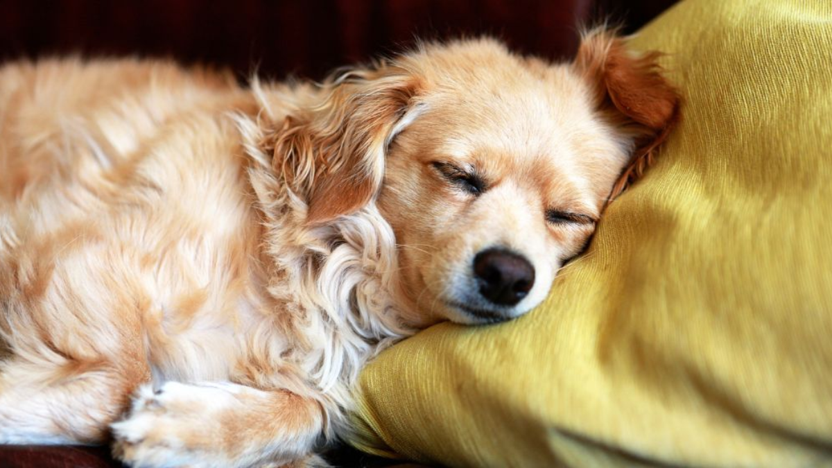 Seasonal Changes and Your Dog's Sleep