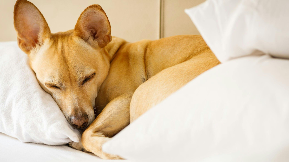 Seasonal Changes and Your Dog's Sleep