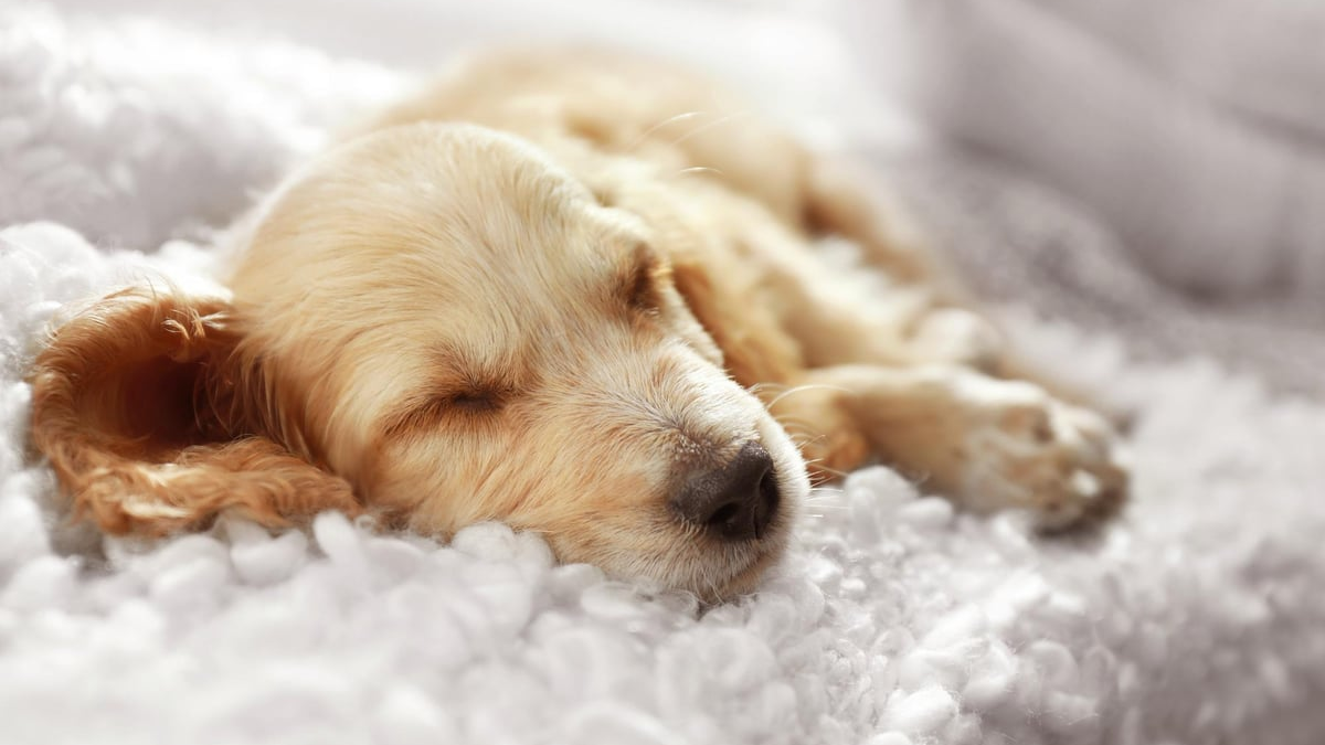 Troubleshooting Common Sleep Problems in Dogs