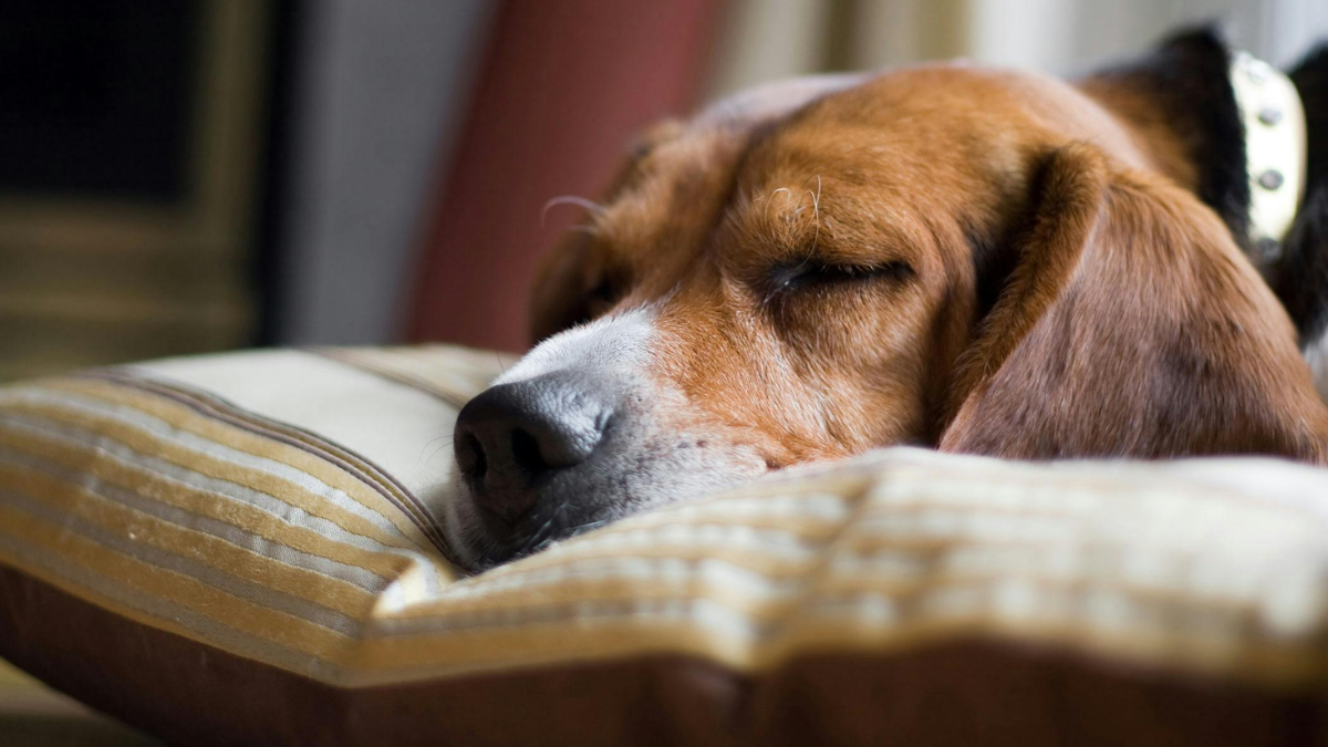 Troubleshooting Common Sleep Problems in Dogs