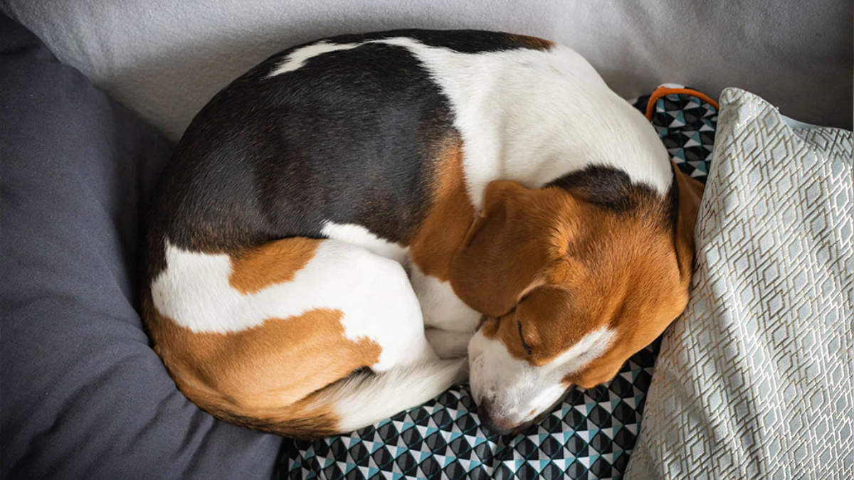 Enhancing Your Dog's Sleep