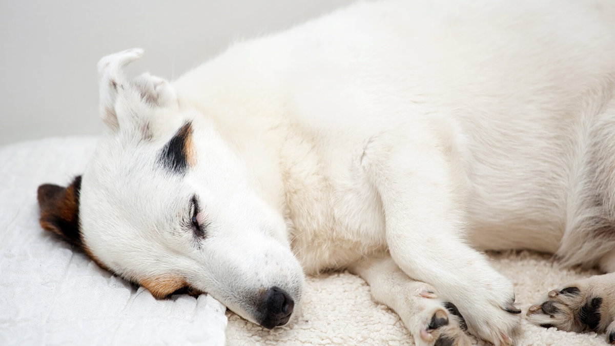 Enhancing Your Dog's Sleep