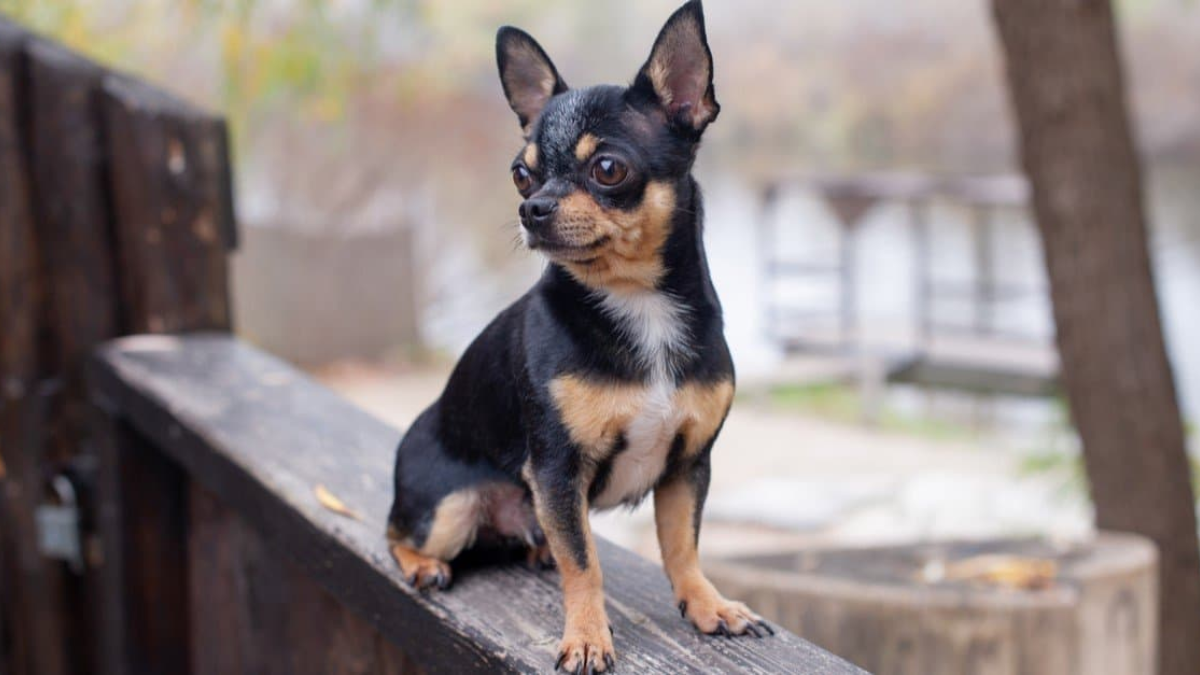 Applehead Chihuahua