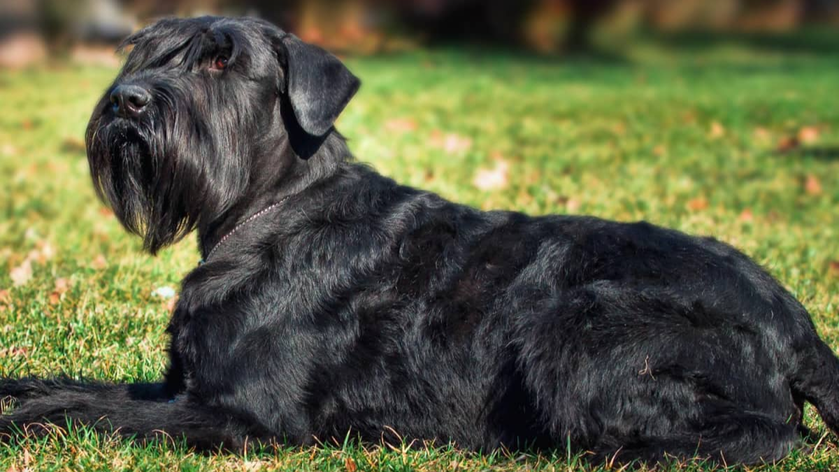 Best Big Black Dog Breeds
