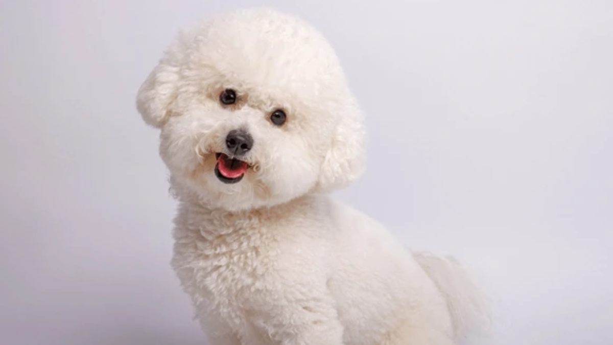 Best Curly-Haired Dog Breeds