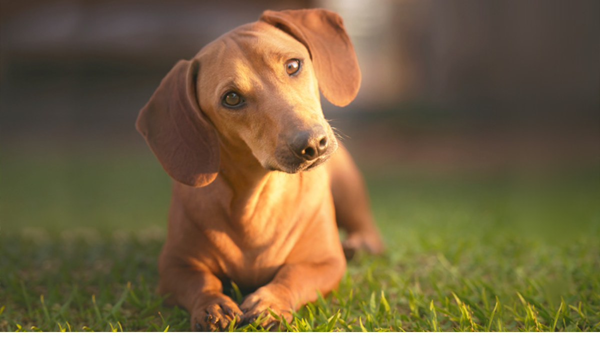 Best Small Brown Dog Breeds