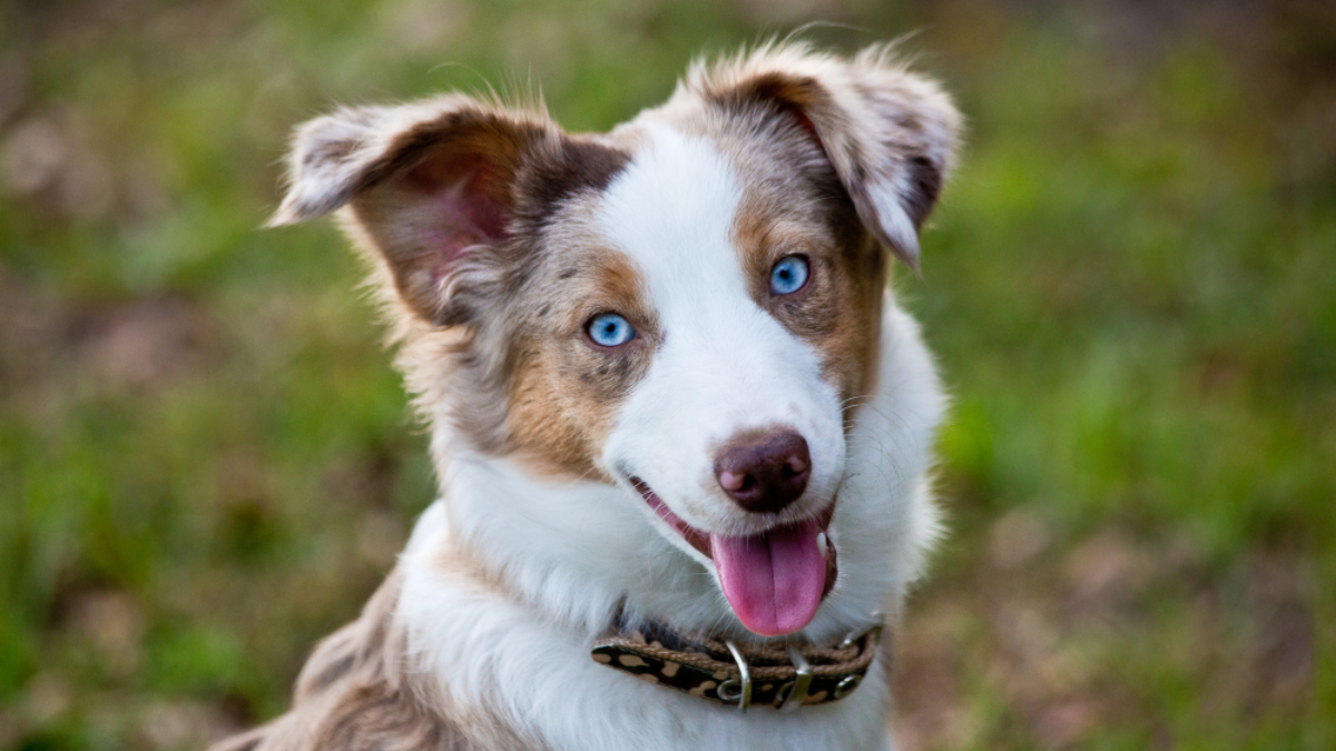 Best Blue-Eyed Dog Breeds