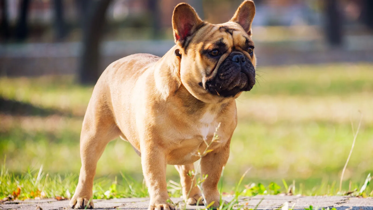 Best Medium-Sized Dog Breeds