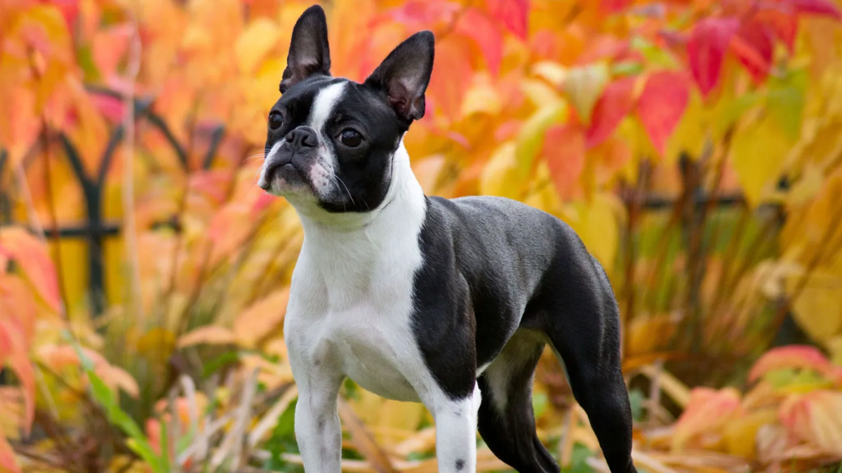 Best Dogs with Distinctive Markings