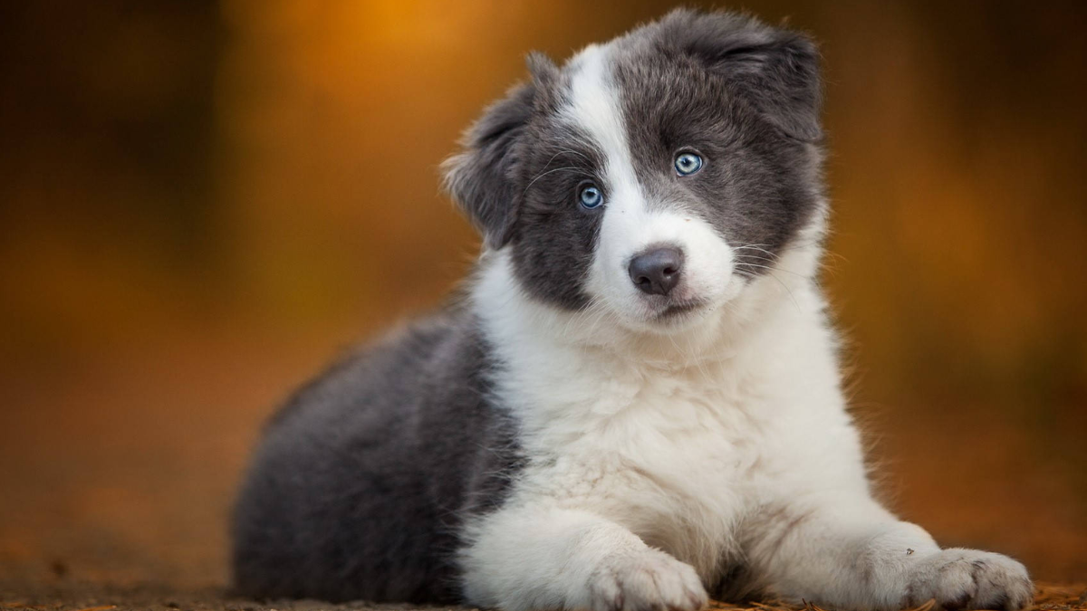 Best Blue Eyed Dog Breeds