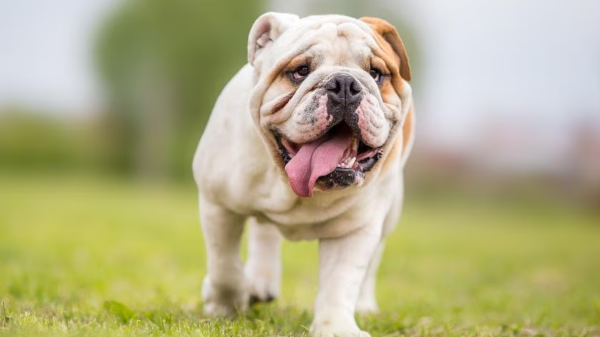 Best Wrinkly-Faced Dog Breeds