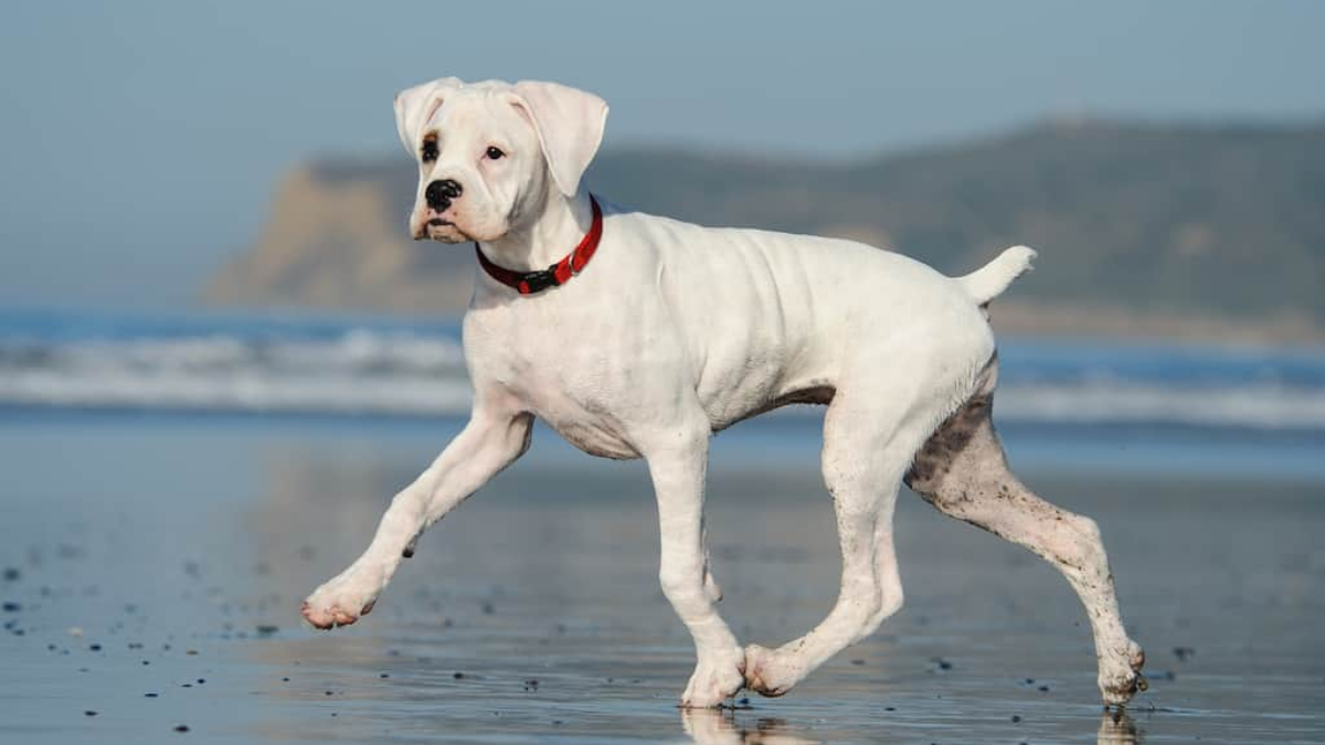 Best Docked-Tail Dog Breeds