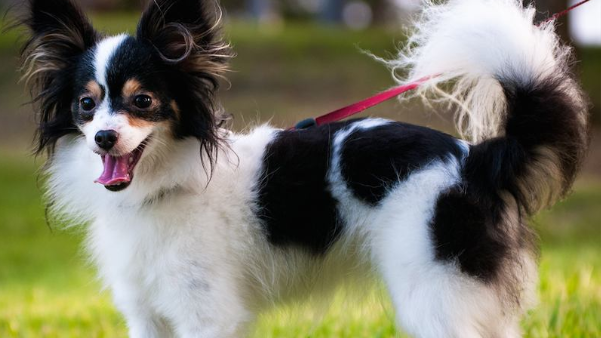 Best Small Black and White Dogs