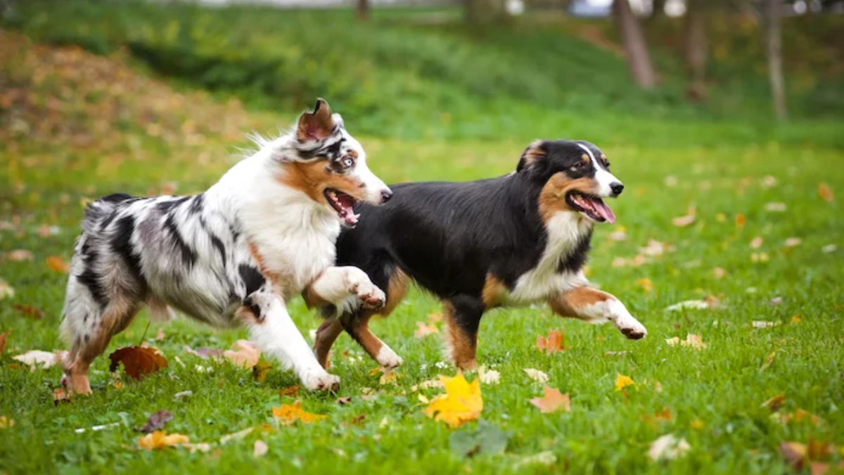 Best Bobtail Dog Breeds
