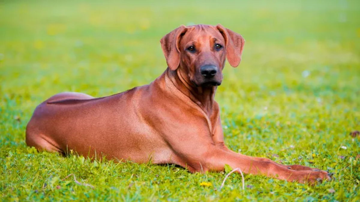 Best Large Red Dog Breeds: Top Pets for You