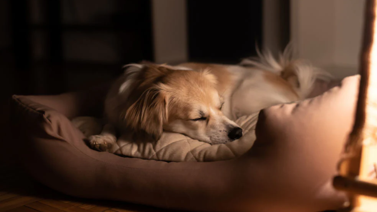 How to Create the Perfect Sleep Environment for Your Dog?