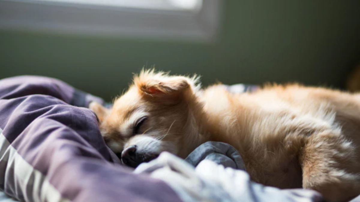 How to Create the Perfect Sleep Environment for Your Dog?