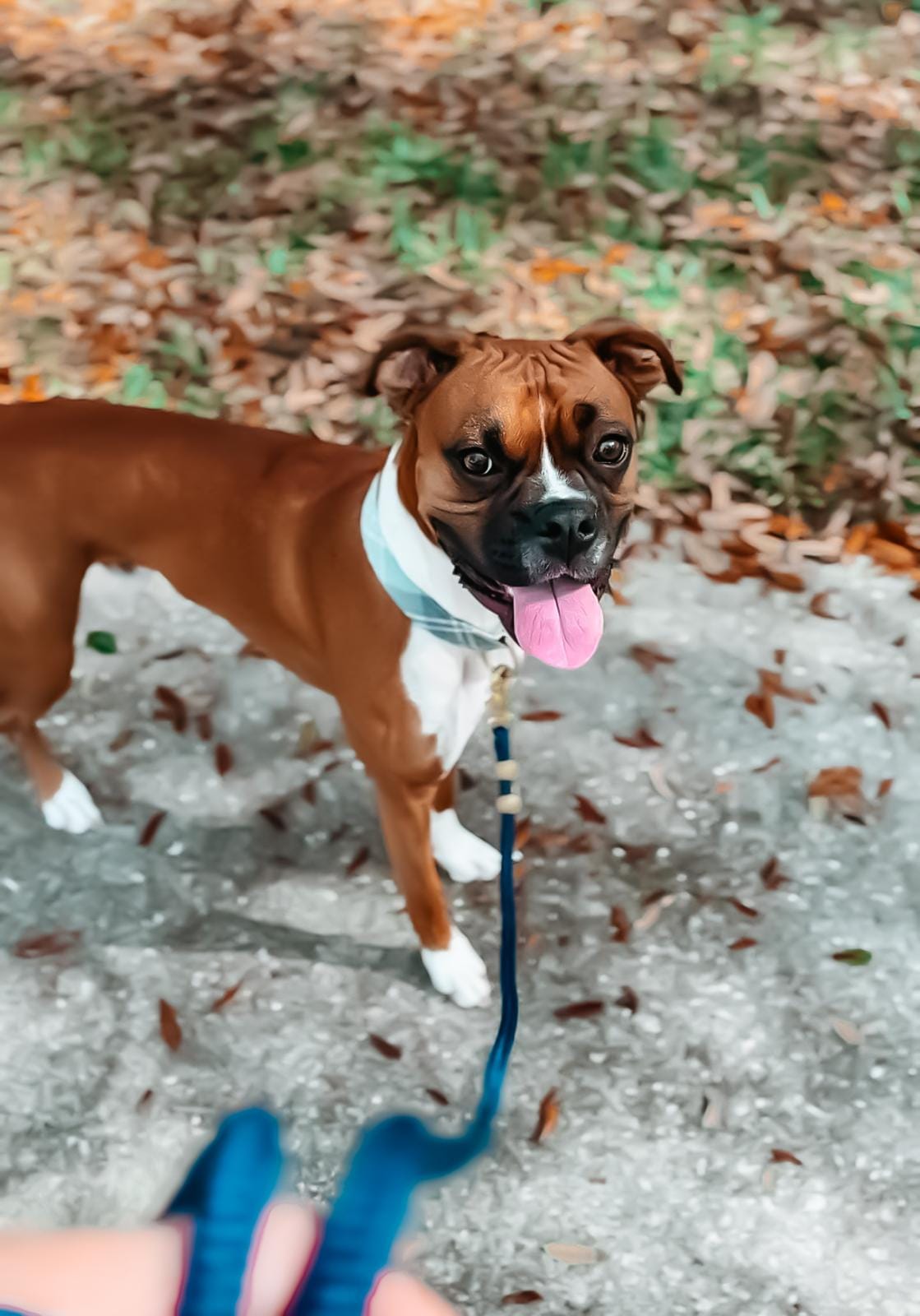 DOGFLUENCERS: Meet Milo Chorizo, Florida's Biggest Goofball