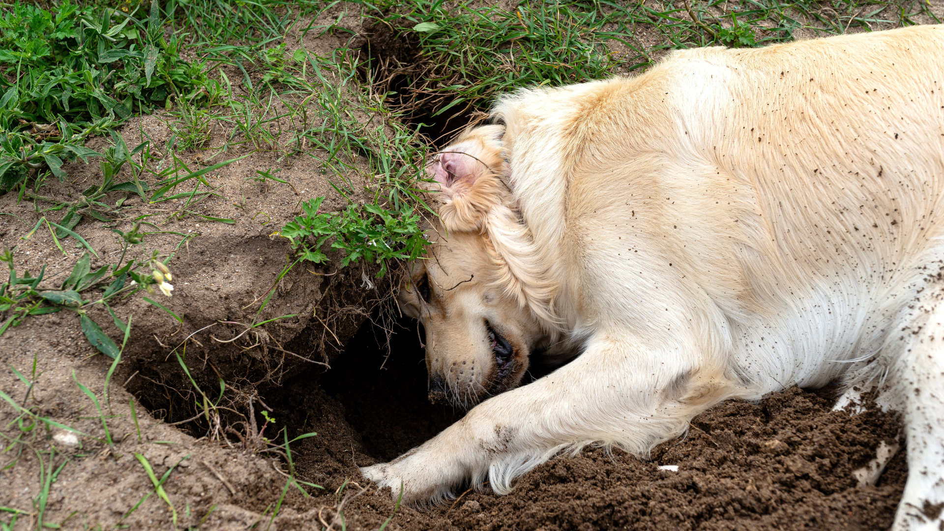 Why Do Dogs Bury Bones