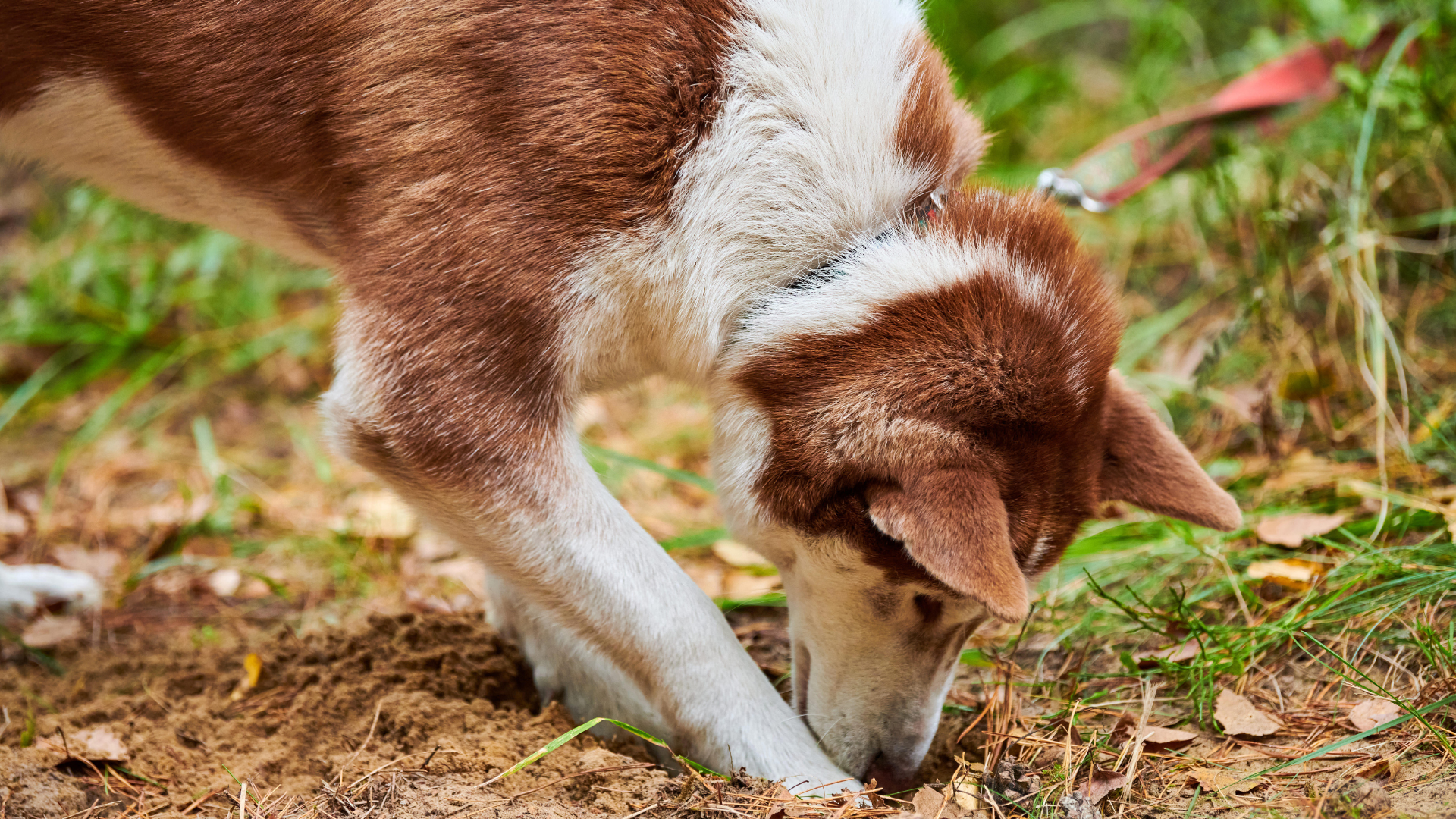 Why Do Dogs Bury Bones