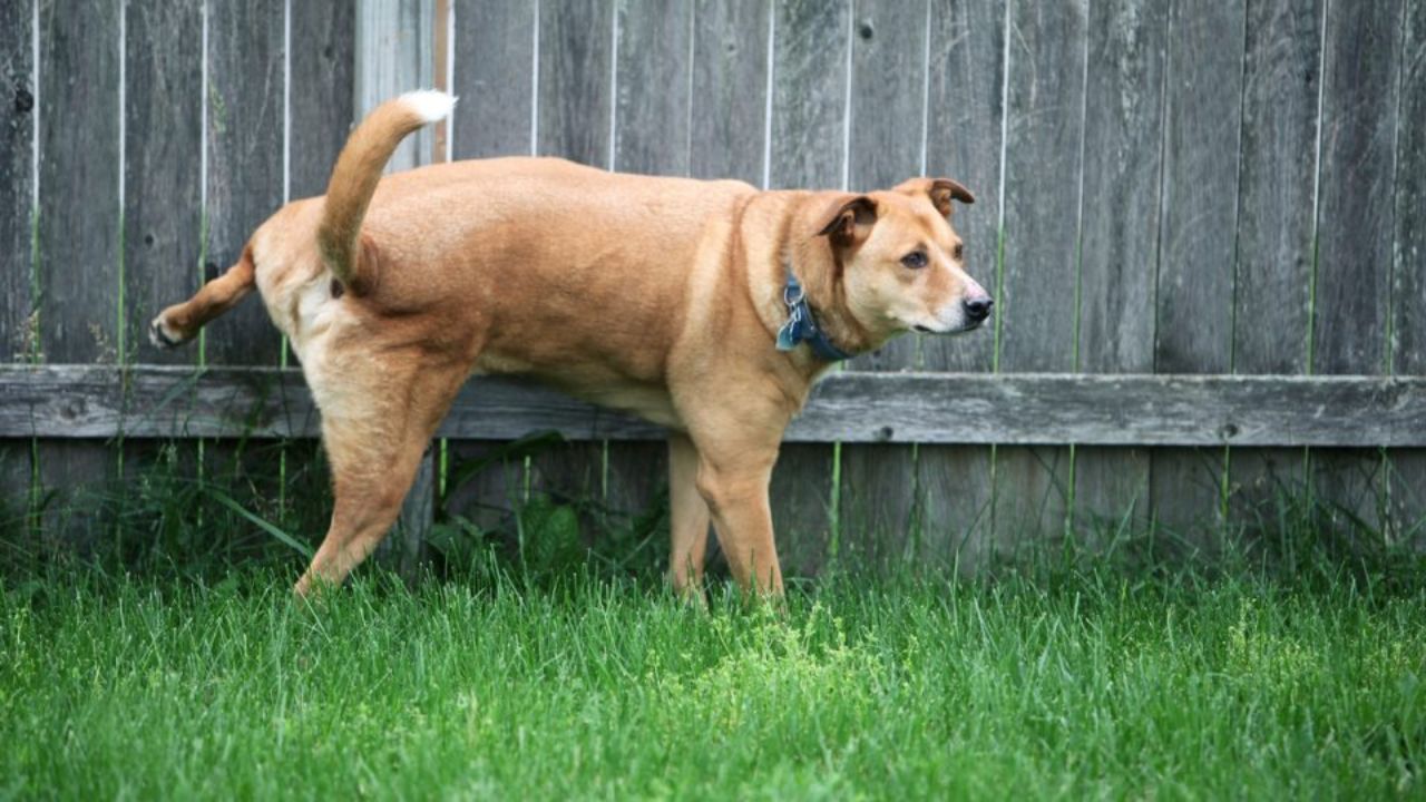 Why Is My Dog Peeing Little Drops