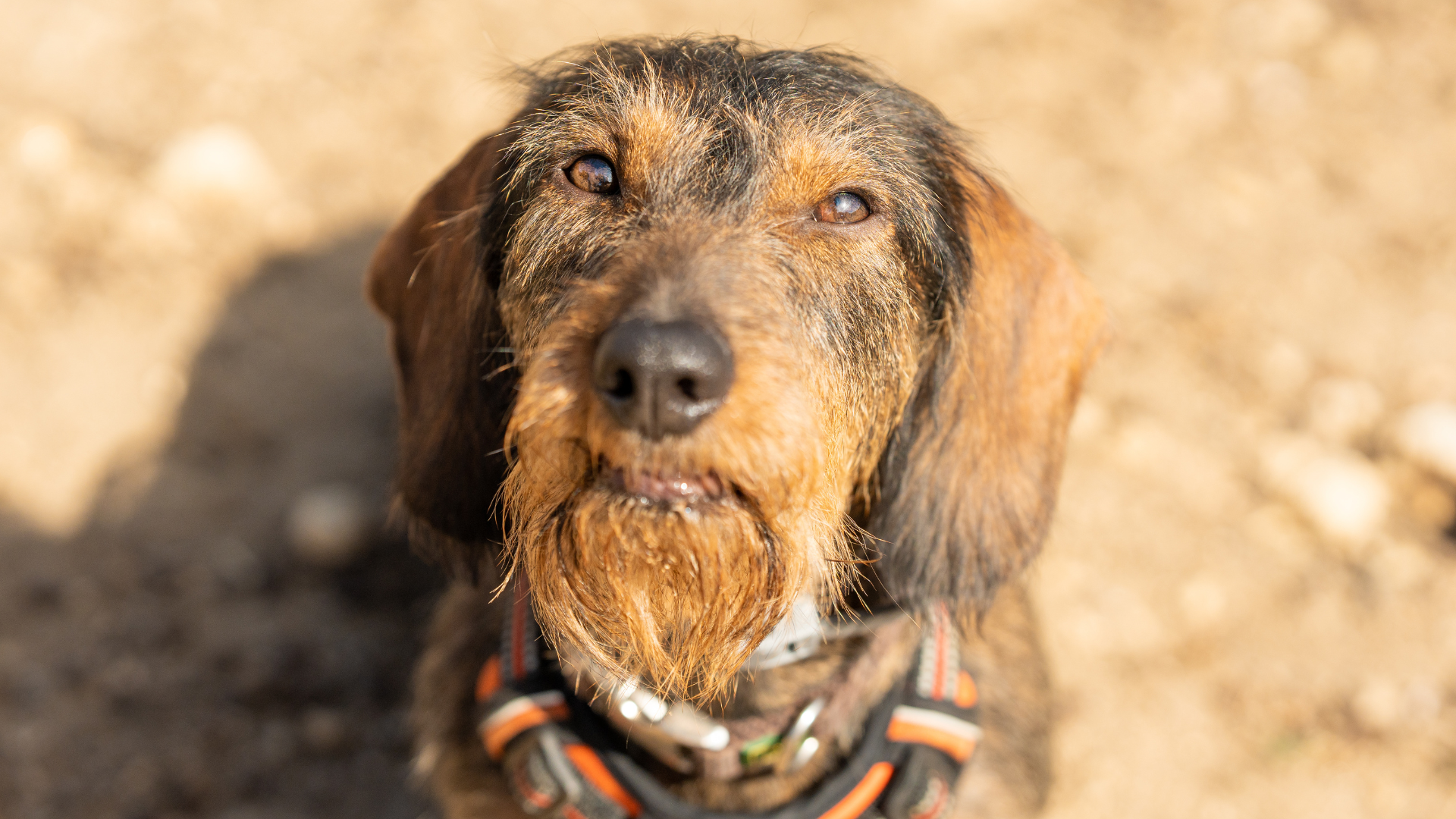 Wire Haired Dachshund