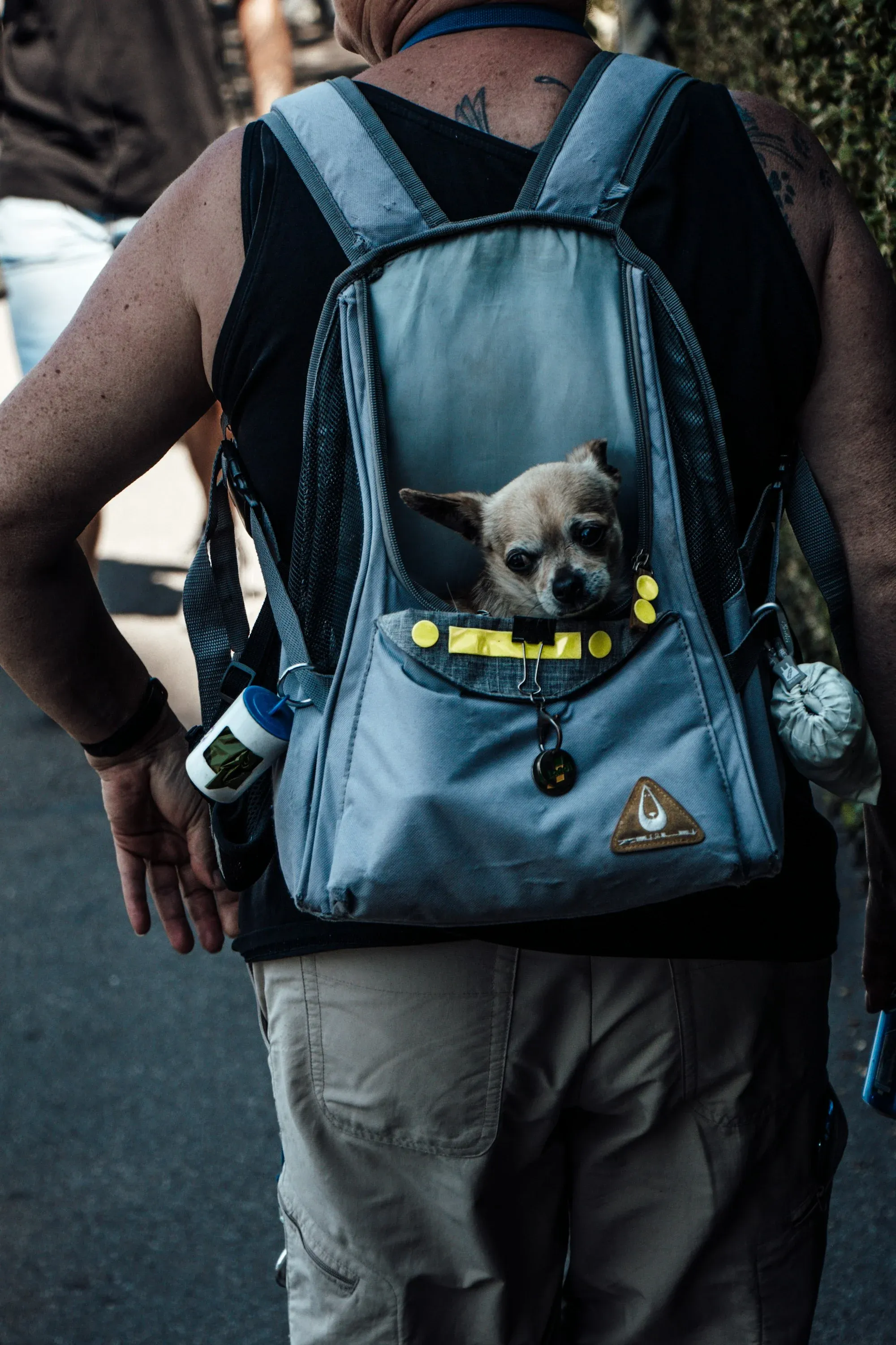 A very cute small Chihuahua gets carried in a bag by his owner.