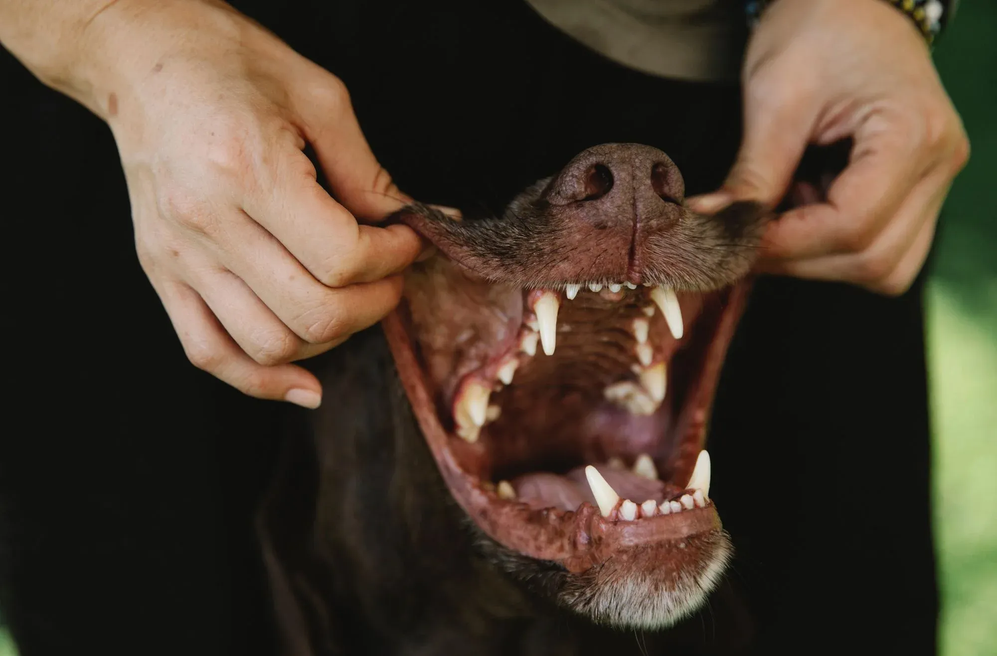 Home Remedies for Dog Tooth Decay