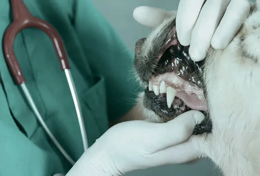Get ready to delve into the world of doggy dental care like never before!