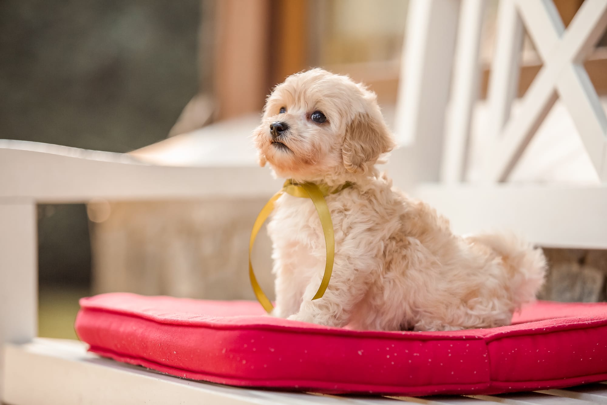 Best Collar for a Maltipoo Puppy