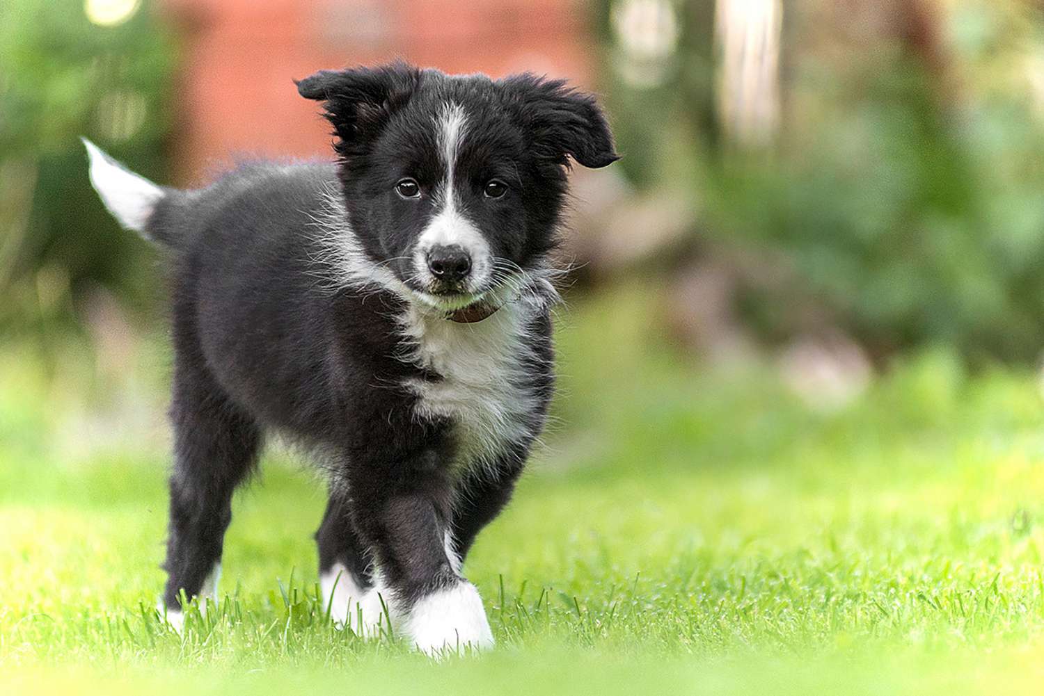 Best Collar for a Border Collie Puppy