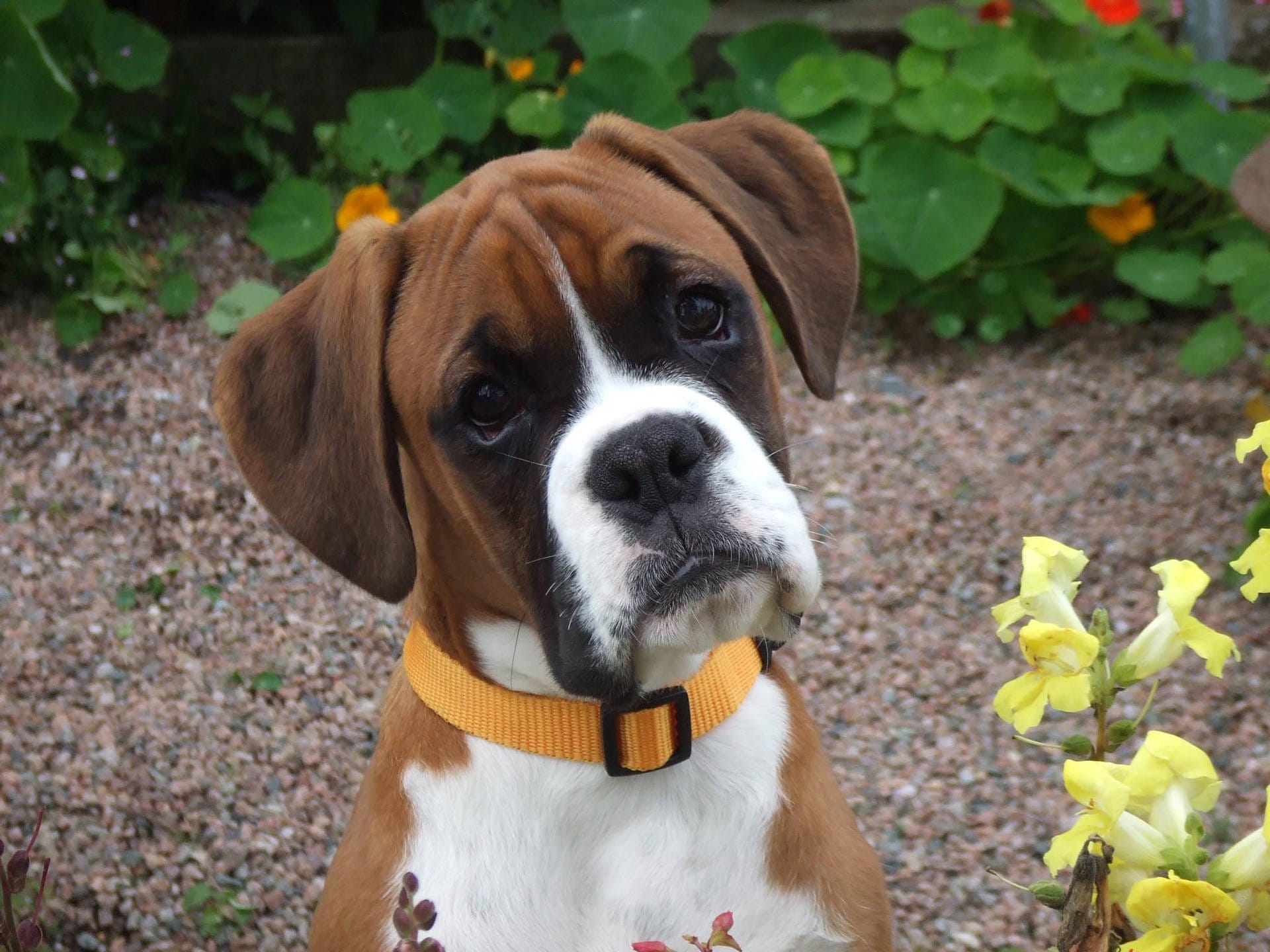Best Collar for a Boxer Puppy