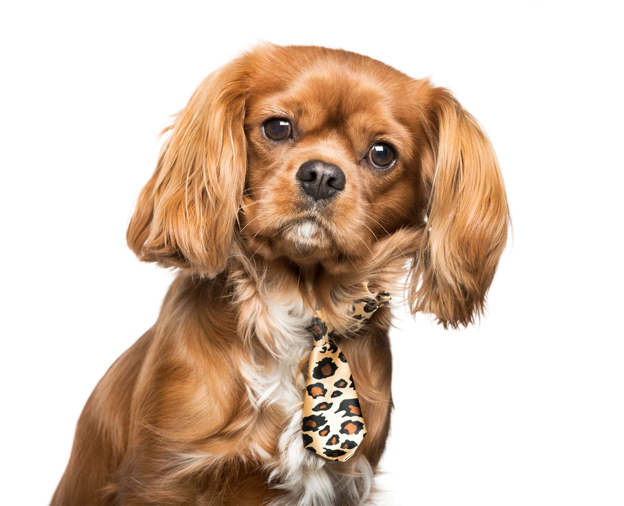 Best Collar for a Cavalier King Charles Spaniel Puppy!