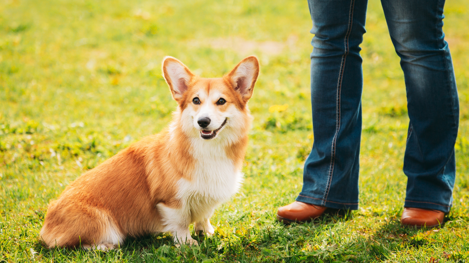 cowboy corgi