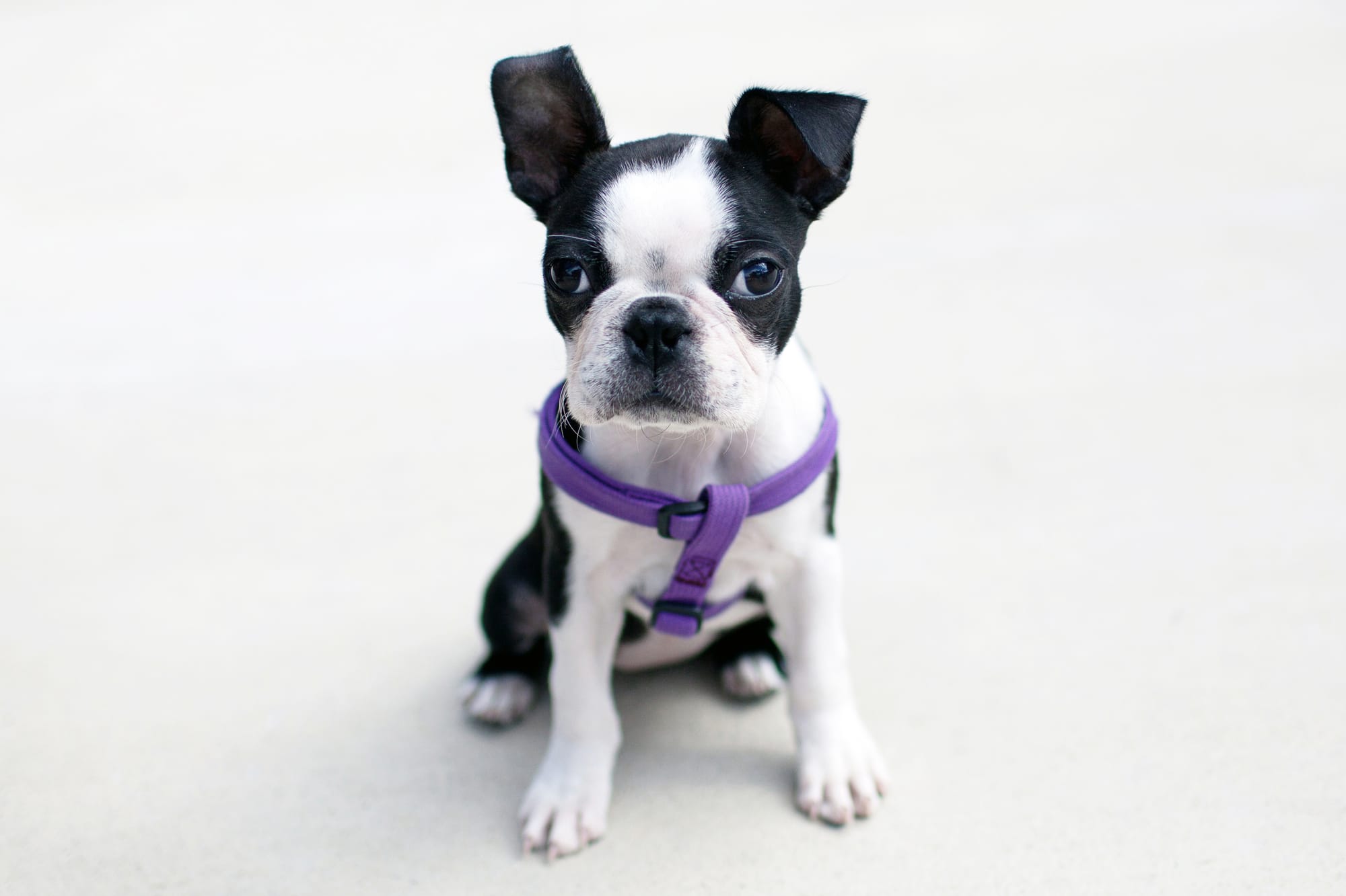 Best Collar for a Boston Terrier Puppy