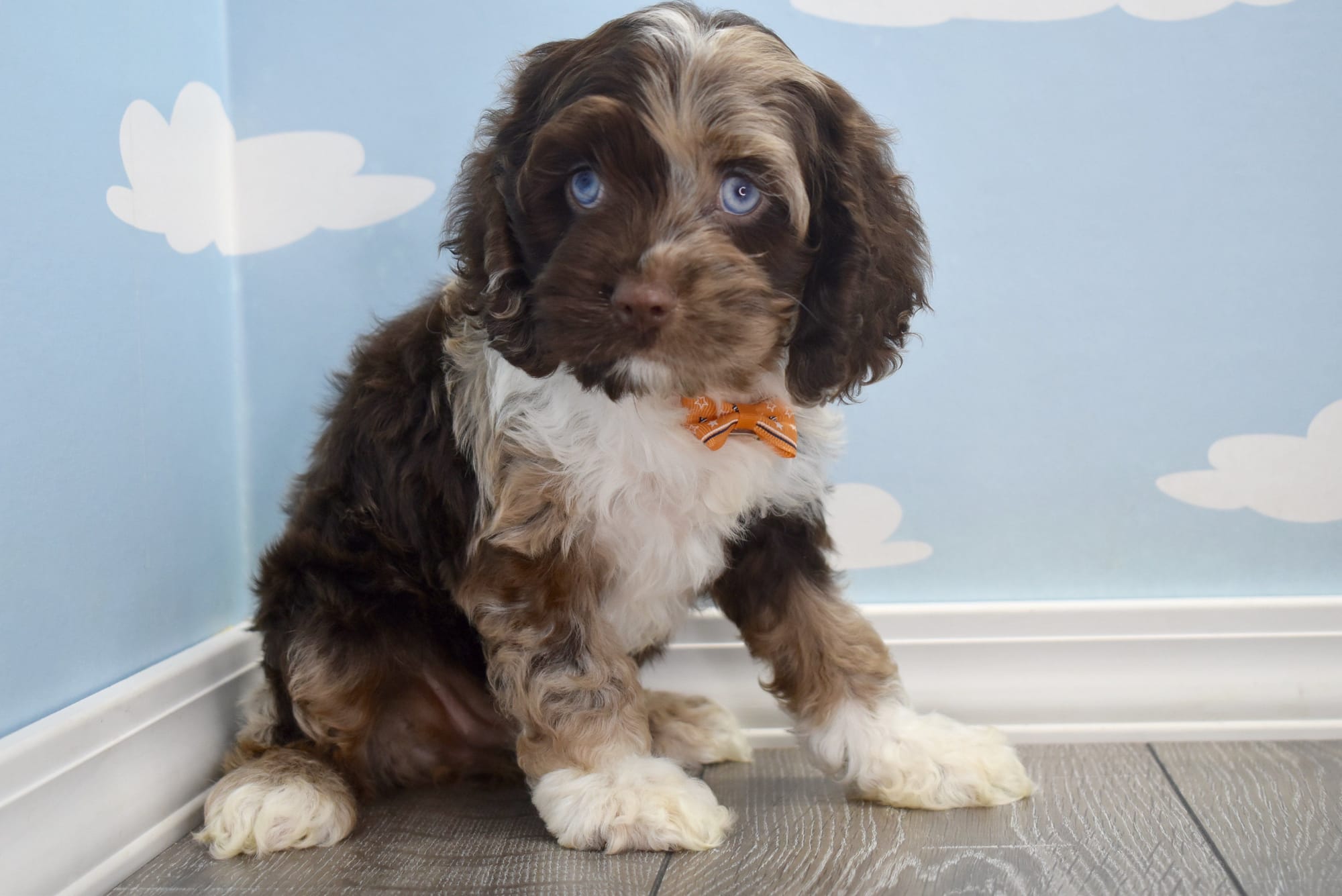 Best Collar for a Cockapoo Puppy