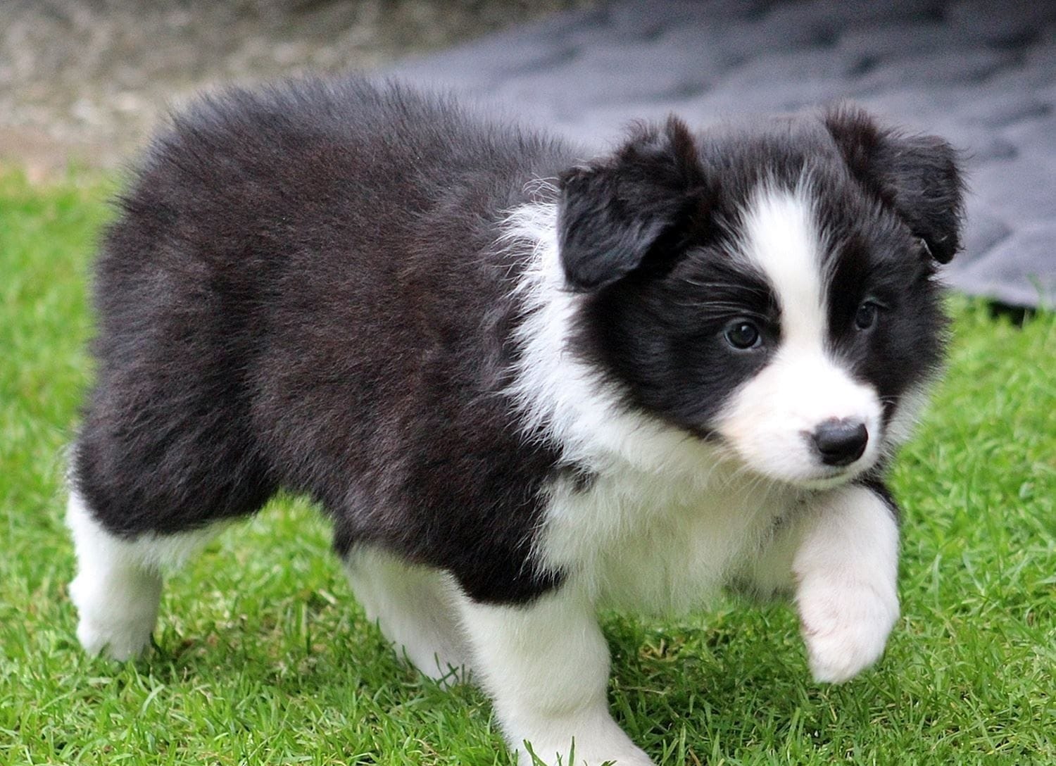 Black and White Border Collie Puppy