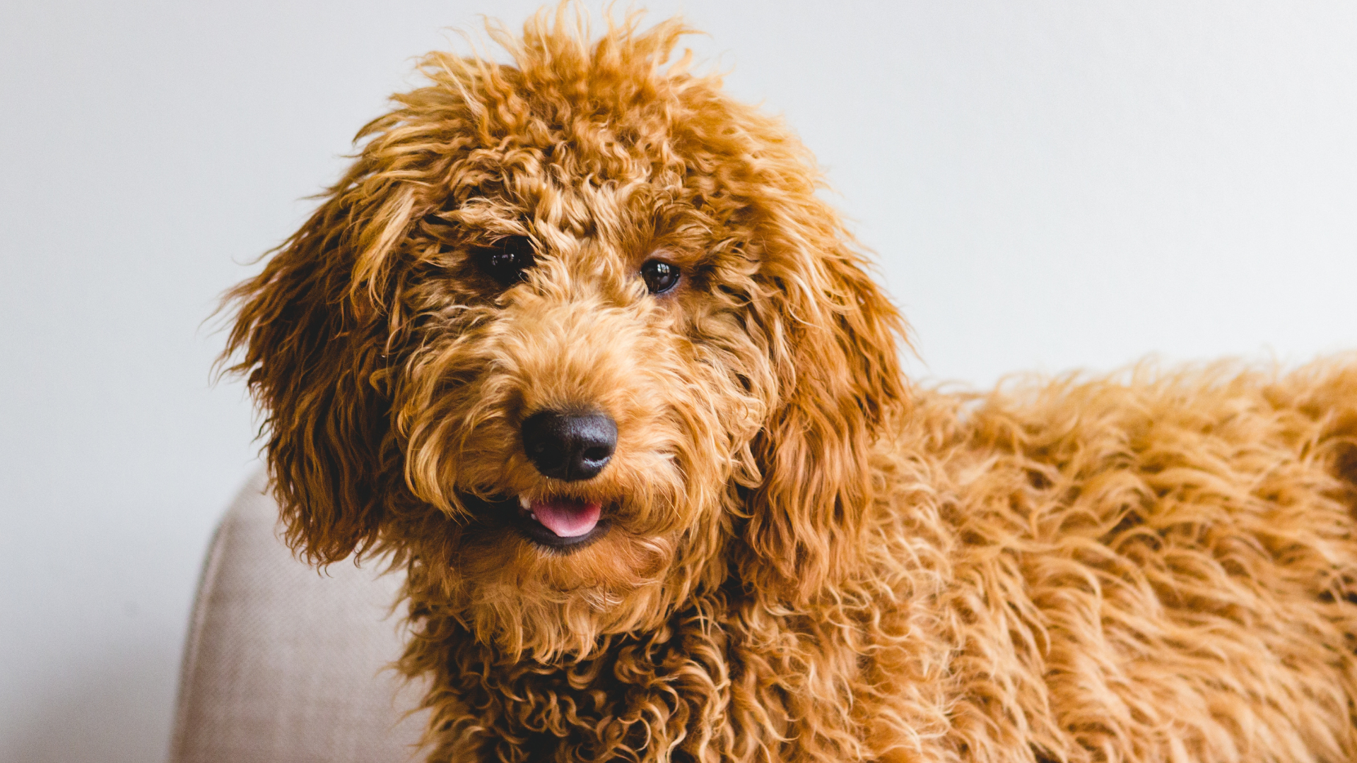 Goldendoodle Lifespan