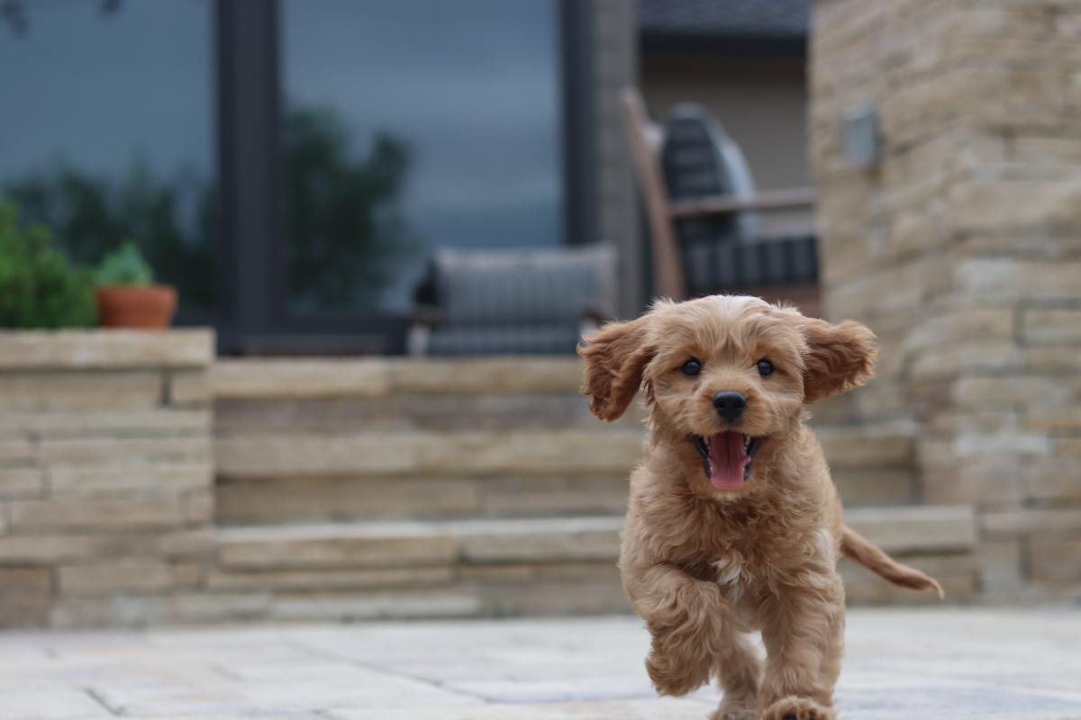 How Long Can Goldendoodles Hold Their Bladder